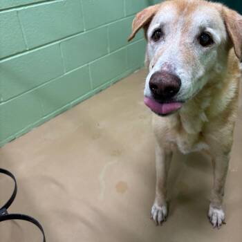 TXAC-Stray-20108 -  Labrador Retriever Dog for Adoption in Portland, Texas - TXAC-Stray-20108 | PetCurious