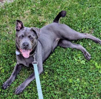 Pit Bull Terrier and Chow Chow Dogs Available for Adoption in Williamsburg, Iowa - Blue (On Hold) | PetCurious