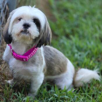 Mable -  Shih Tzu Dog for Adoption in Wiggins, Mississippi - Mable | PetCurious