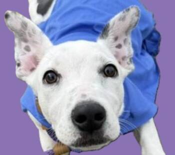 Rescue German Shorthaired Pointer and Hound Dogs for Adoption in Savannah, Georgia - Auggie | PetCurious