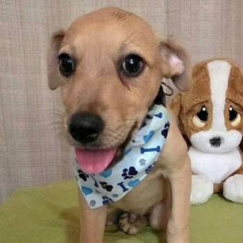 Leo -  Labrador Retriever Dog for Adoption in Jefferson, New Jersey - Leo | PetCurious