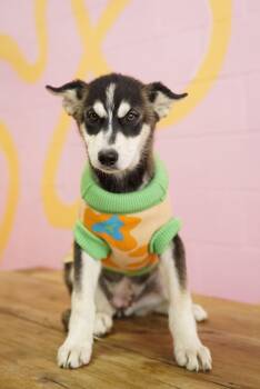 Velma -  Husky Dog for Adoption in Pasadena, California - Velma | PetCurious