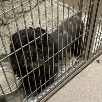 Rescue Poodle and Terrier Dogs for Adoption in Palm Springs, California - Matty B Raps | PetCurious