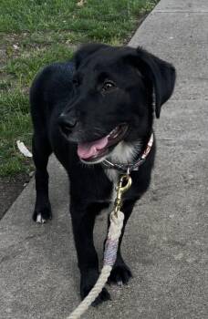 Coty -  Black Labrador Retriever and German Shepherd Dog Dog for Adoption in Forney, Texas - Coty | PetCurious