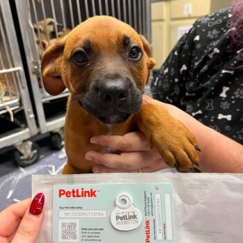 Brady -  Mixed Breed Dog for Adoption in Edwardsville, Illinois - Brady | PetCurious