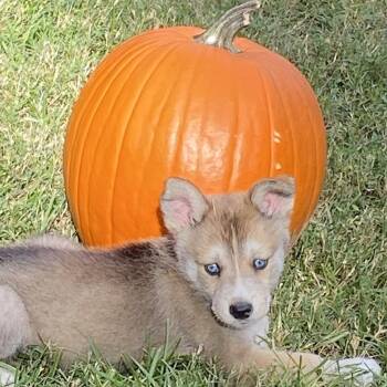 Spyro -  Siberian Husky Dog for Adoption in Houston, Texas - Spyro | PetCurious