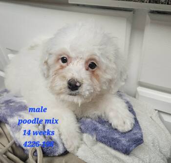 Rescue Miniature Poodle and Mixed Breed Dogs for Adoption in Twin Lakes, Wisconsin - #198 Monkey | PetCurious