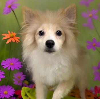 Pomeranian Dogs Available for Adoption - Asher | PetCurious