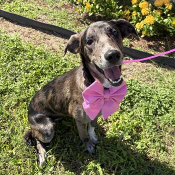 June -  Catahoula Leopard Dog Dog for Adoption in Harlingen, Texas - June | PetCurious