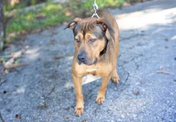 Flora -  Mixed Breed Dog for Adoption in West Chester, Pennsylvania - Flora | PetCurious