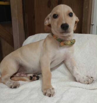 POLAR -  Dachshund and Terrier Dog for Adoption - POLAR | PetCurious