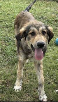 Honey~FOSTER or FOSTER TO ADOPT NEEDED~ -  Pumi Dog for Adoption in Minneapolis, Minnesota - Honey~FOSTER Or FOSTER TO ADOPT NEEDED~ | PetCurious