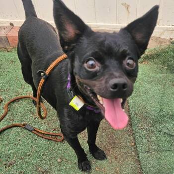 Melvin -  Miniature Pinscher Dog for Adoption in Plainfield, Illinois - Melvin | PetCurious