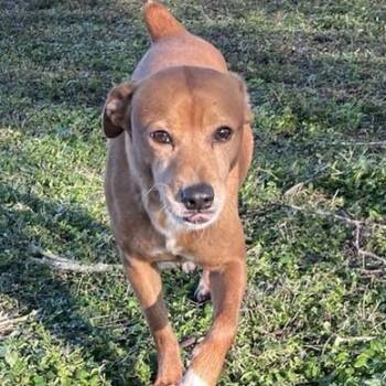 Rescue Miniature Pinscher Dogs for Adoption in Calverton, New York - Rambo | PetCurious