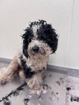 George -  Miniature Poodle and Mixed Breed Dog for Adoption in Disputanta, Virginia - George | PetCurious