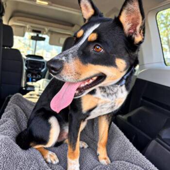 Sake -  Australian Cattle Dog Blue Heeler Dog for Adoption in Glendale, Arizona - Sake | PetCurious