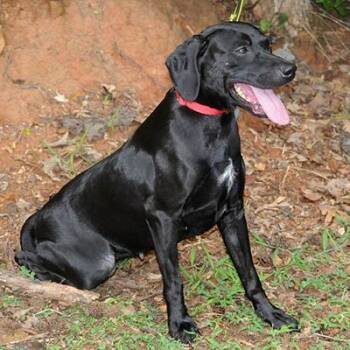 Dolly -  Black Labrador Retriever Dog for Adoption in Lake Wylie, South Carolina - Dolly | PetCurious