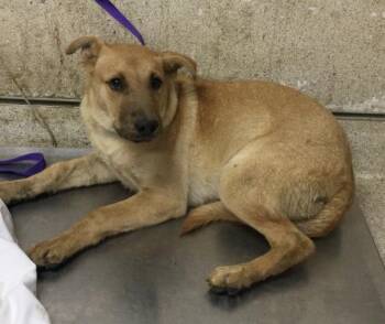 ALMOND -  Shar Pei Dog for Adoption in Riverside, California - ALMOND | PetCurious