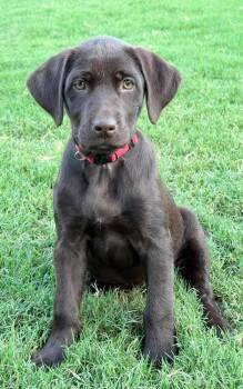 Jane -  Mixed Breed Dog for Adoption in Northwood, New Hampshire - Jane | PetCurious