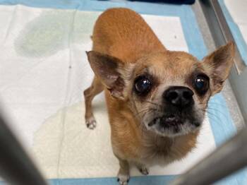 STANLEY -  Chihuahua Dog for Adoption in Tustin, California - STANLEY | PetCurious