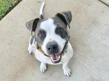 Rescue Mixed Breed Dogs for Adoption in Georgetown, Texas - Dottie | PetCurious
