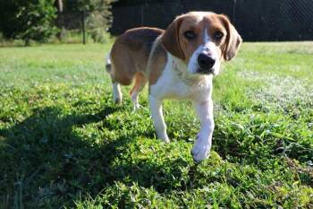 Rescue Beagle and Hound Dogs for Adoption in Washington, District Of Columbia - Sadie | PetCurious
