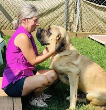 Jabarkus $150 -  Mastiff and Mixed Breed Dog for Adoption in Seneca, South Carolina - Jabarkus $150 | PetCurious