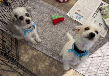 Mario and Luigi -  Terrier and Poodle Dog for Adoption in Canutillo, Texas - Mario And Luigi | PetCurious