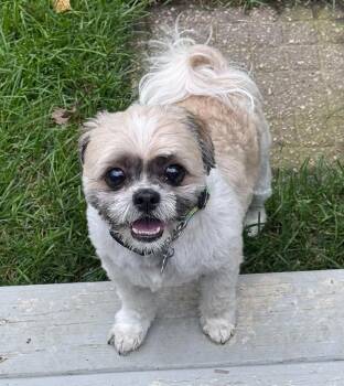 Katie -  Shih Tzu Dog for Adoption in Lisbon, Iowa - Katie | PetCurious