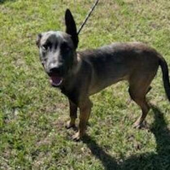 Belgian Shepherd Malinois Dogs Available for Adoption - Franklin | PetCurious