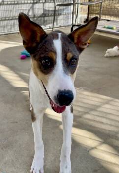 Rescue Rat Terrier Dogs for Adoption in Littlerock, California - Merida | PetCurious