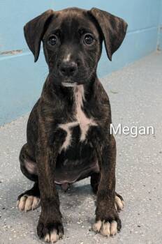Megan -  Boxer and Pit Bull Terrier Dog for Adoption in Kemp, Texas - Megan | PetCurious