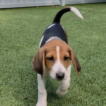 Periwinkle -  Beagle and Mixed Breed Dog for Adoption in Troy, Virginia - Periwinkle | PetCurious