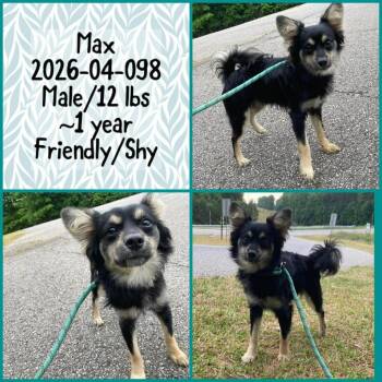 Chihuahua Dogs Available for Adoption in Winder, Georgia - 2026-04-098 *Max* | PetCurious