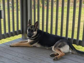 German Shepherd Dog Dogs Available for Adoption in Aurora, Indiana - Ruby Mae | PetCurious