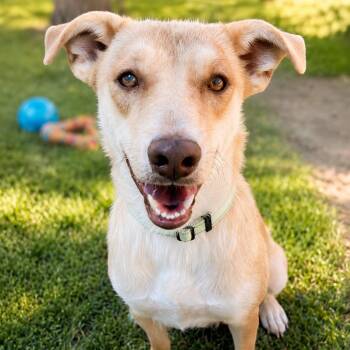 Honey Bun -  Labrador Retriever and Vizsla Dog for Adoption in Fresno, California - Honey Bun | PetCurious