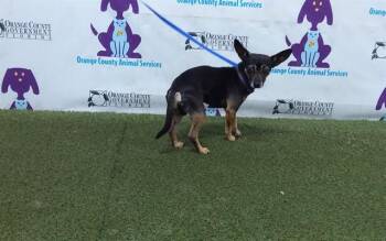 Miniature Pinscher and Mixed Breed Dogs Available for Adoption - TWIX | PetCurious