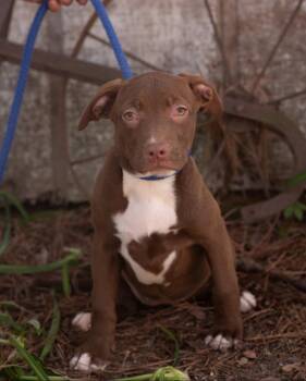 Terrier and Labrador Retriever Dogs Available for Adoption - HARMONY | PetCurious