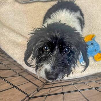 Terrier Dogs Available for Adoption - Angel | PetCurious