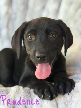 Prudence -  Labrador Retriever and German Shepherd Dog Dog for Adoption in Pleasant Hill, California - Prudence | PetCurious