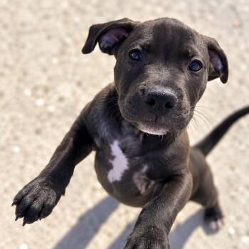 Capone -  Mixed Breed Dog for Adoption in Uniontown, Pennsylvania - Capone | PetCurious