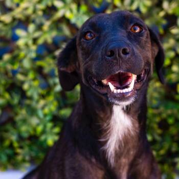 Dea -  Whippet and Labrador Retriever Dog for Adoption in New York, New York - Dea | PetCurious