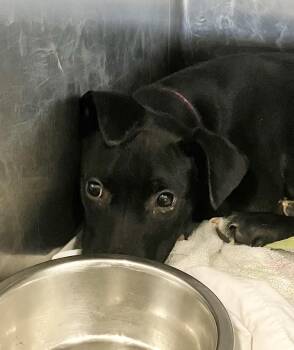 Mara -  Labrador Retriever Dog for Adoption in Parma, Ohio - Mara | PetCurious