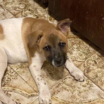 Rescue Catahoula Leopard Dog and Shepherd Dogs for Adoption in Austin, Texas - Tallulah JE | PetCurious