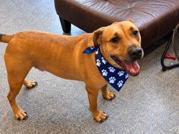 Scout -  Rhodesian Ridgeback and Labrador Retriever Dog for Adoption in Phoenix, Arizona - Scout | PetCurious