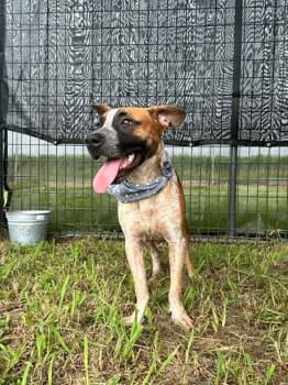 Spike -  Mixed Breed Dog for Adoption in Scott, Louisiana - Spike | PetCurious