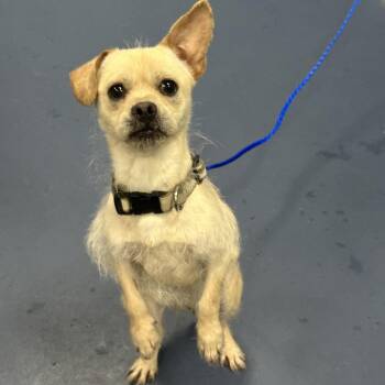 Terrier and Yorkshire Terrier Dogs Available for Adoption in Greensboro, North Carolina - Salamander | PetCurious