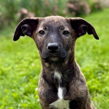 Ruby -  Shepherd and Labrador Retriever Dog for Adoption in Dayton, Ohio - Ruby | PetCurious