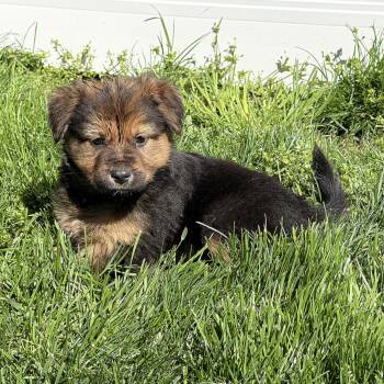 Beagle and Retriever Dogs Available for Adoption in Longview, Texas - Clementine | PetCurious