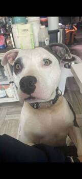 Rescue American Staffordshire Terrier Dogs for Adoption in Dallas, Texas - Bethany | PetCurious